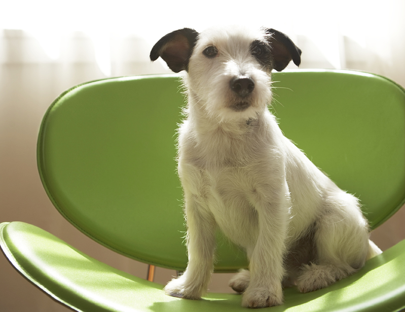 dog sitting on green chair