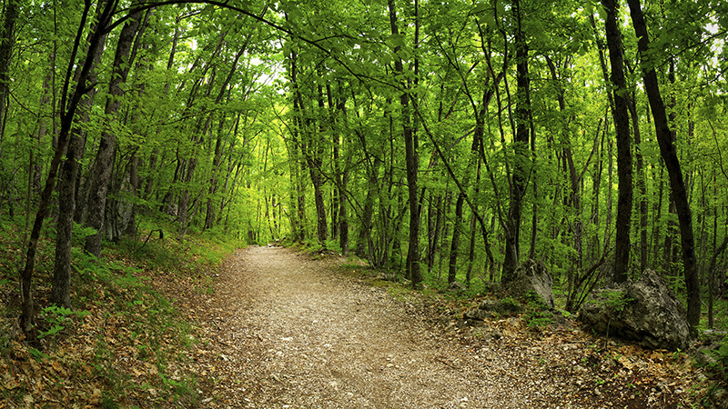 path going through forest