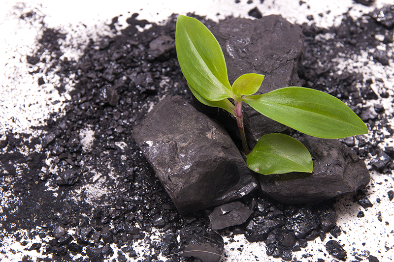 new plant growing out of coal